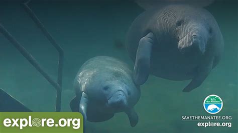 blue springs state park webcam|Underwater Manatee